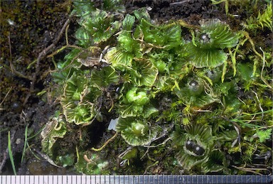 APII jpeg image of Petalophyllum preissii  © contact APII