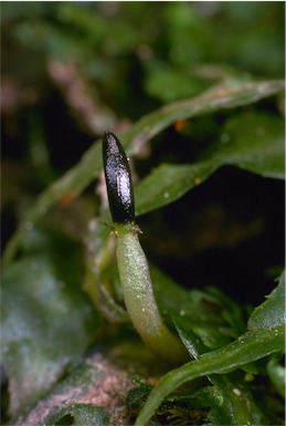 APII jpeg image of Symphyogyna podophylla  © contact APII