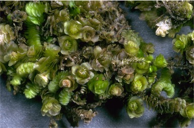 APII jpeg image of Acrolejeunea securifolia  © contact APII