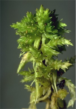 APII jpeg image of Sphagnum sp.  © contact APII