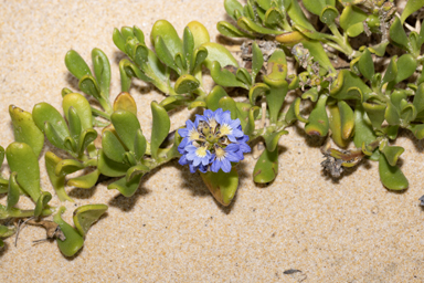 APII jpeg image of Scaevola calendulacea  © contact APII