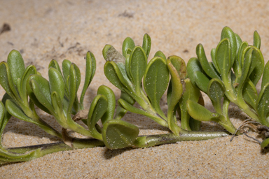 APII jpeg image of Scaevola calendulacea  © contact APII