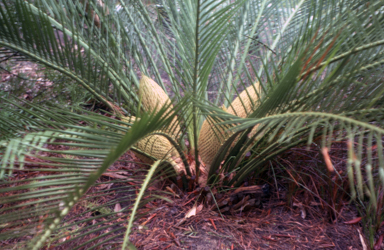 APII jpeg image of Macrozamia riedlei  © contact APII