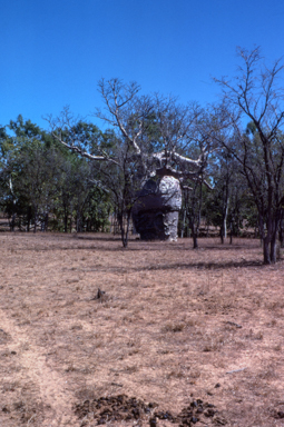 APII jpeg image of Adansonia gregorii  © contact APII
