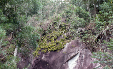 APII jpeg image of Carparomorchis baileyi  © contact APII