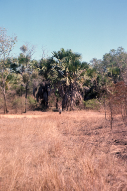 APII jpeg image of Corypha elata  © contact APII