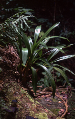 APII jpeg image of Eria fitzalanii  © contact APII