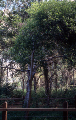 APII jpeg image of Melicytus latifolius  © contact APII