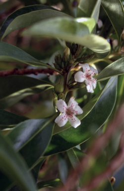 APII jpeg image of Myoporum obscurum  © contact APII