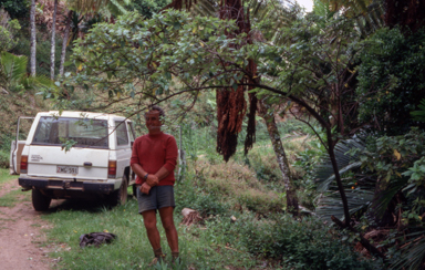 APII jpeg image of Boehmeria australis  © contact APII