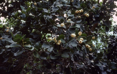 APII jpeg image of Syzygium  © contact APII