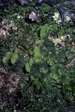 APII jpeg image of Moss,<br/>Lichen  © contact APII