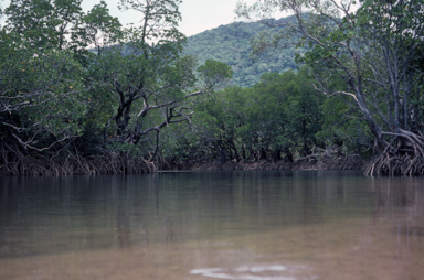 APII jpeg image of Mangroves  © contact APII
