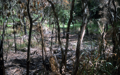 APII jpeg image of Deyeuxia appressa  © contact APII