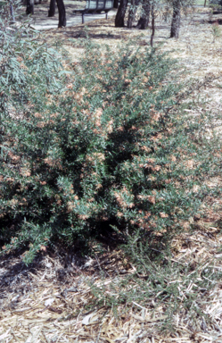 APII jpeg image of Grevillea 'Poorinda Leane'  © contact APII