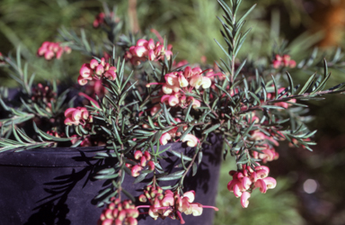 APII jpeg image of Grevillea rosmarinifolia 'Rocky Rolla'  © contact APII