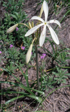 APII jpeg image of Crinum flaccidum  © contact APII