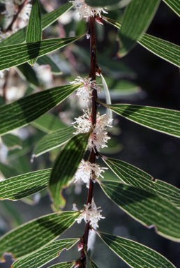 APII jpeg image of Hakea dactyloides  © contact APII
