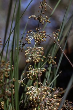 APII jpeg image of Lomandra multiflora  © contact APII