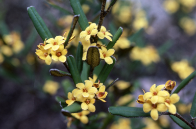 APII jpeg image of Phebalium whitei  © contact APII