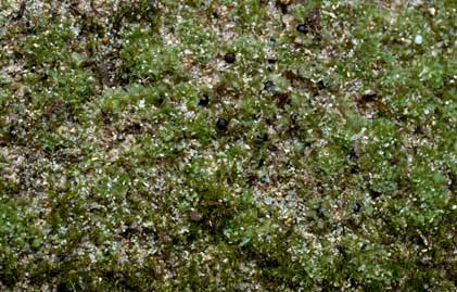 APII jpeg image of Fossombronia cerebriformis  © contact APII