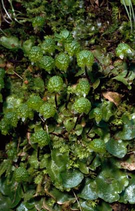 APII jpeg image of Asterella drummondii  © contact APII