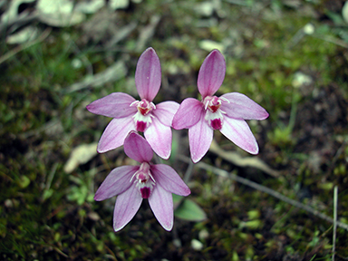 APII jpeg image of Caladenia reptans  © contact APII