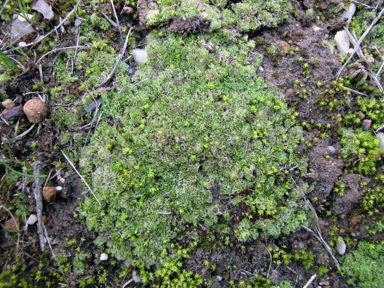 APII jpeg image of Fossombronia cultriformis  © contact APII