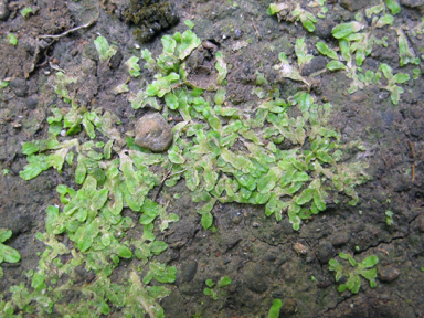 APII jpeg image of Riccia luticola  © contact APII