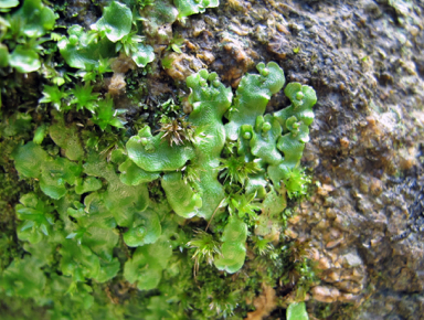 APII jpeg image of Asterella australis  © contact APII