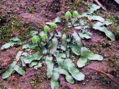 APII jpeg image of Asterella drummondii  © contact APII