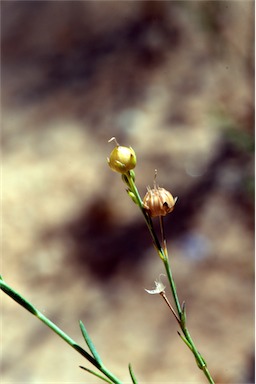 APII jpeg image of Linum marginale  © contact APII