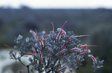 APII jpeg image of Adenanthos argyreus  © contact APII