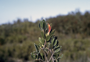 APII jpeg image of Adenanthos dobsonii  © contact APII