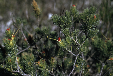 APII jpeg image of Adenanthos drummondii  © contact APII