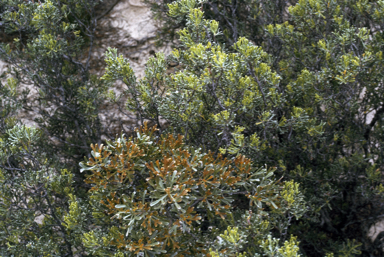 APII jpeg image of Adenanthos forrestii,<br/>Adenanthos eyrei  © contact APII