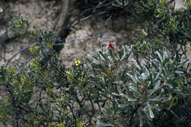 APII jpeg image of Adenanthos forrestii,<br/>Adenanthos eyrei  © contact APII