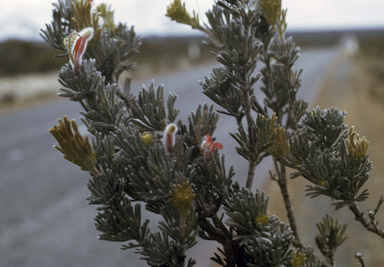 APII jpeg image of Adenanthos flavidiflorus  © contact APII