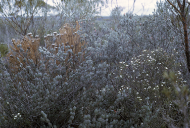 APII jpeg image of Adenanthos argyreus,<br/>Adenanthos flavidiflorus  © contact APII