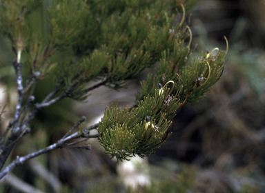 APII jpeg image of Adenanthos filifolius  © contact APII