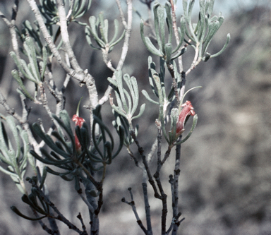 APII jpeg image of Adenanthos forrestii  © contact APII