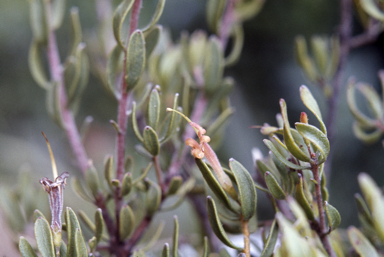 APII jpeg image of Adenanthos glabrescens subsp. exasperatus  © contact APII