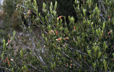 APII jpeg image of Adenanthos glabrescens subsp. glabrescens  © contact APII