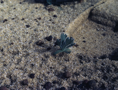 APII jpeg image of Adenanthos stictus  © contact APII