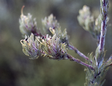 APII jpeg image of Adenanthos velutinus  © contact APII