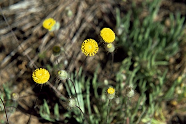 APII jpeg image of Asteridea athrixioides  © contact APII