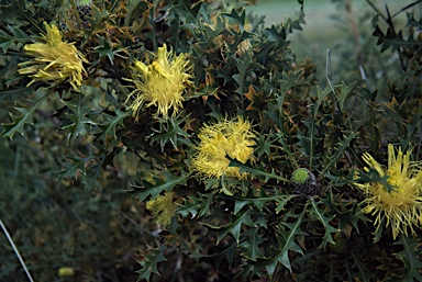 APII jpeg image of Banksia armata  © contact APII