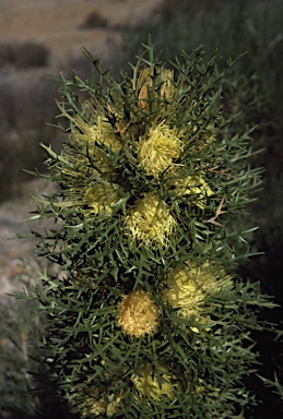 APII jpeg image of Banksia cirsioides  © contact APII
