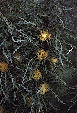APII jpeg image of Banksia densa  © contact APII