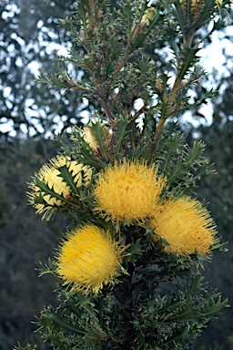 APII jpeg image of Banksia falcata  © contact APII